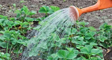 Jak krmit okurky na zahradě čpavkem a je to možné?